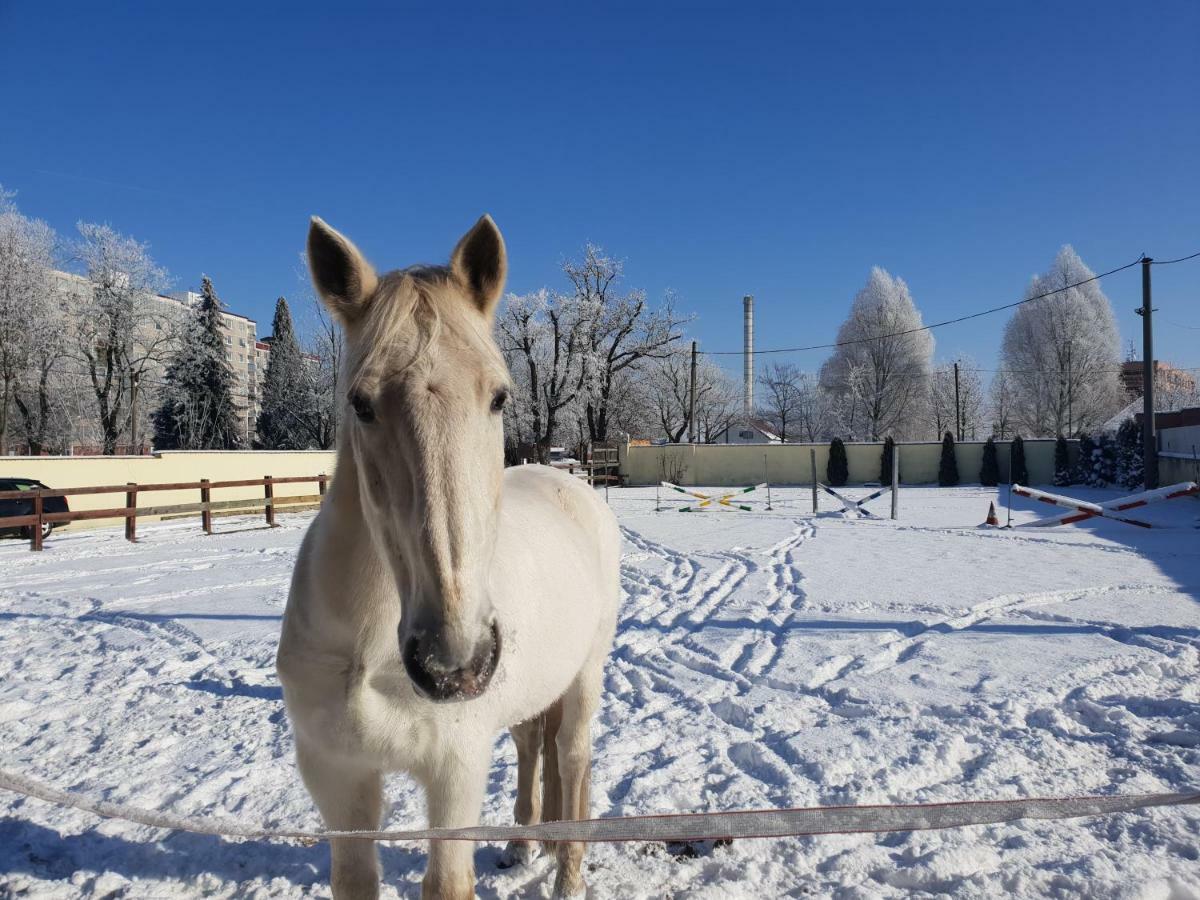 Farm Stay Nh Stables Nyrany ภายนอก รูปภาพ