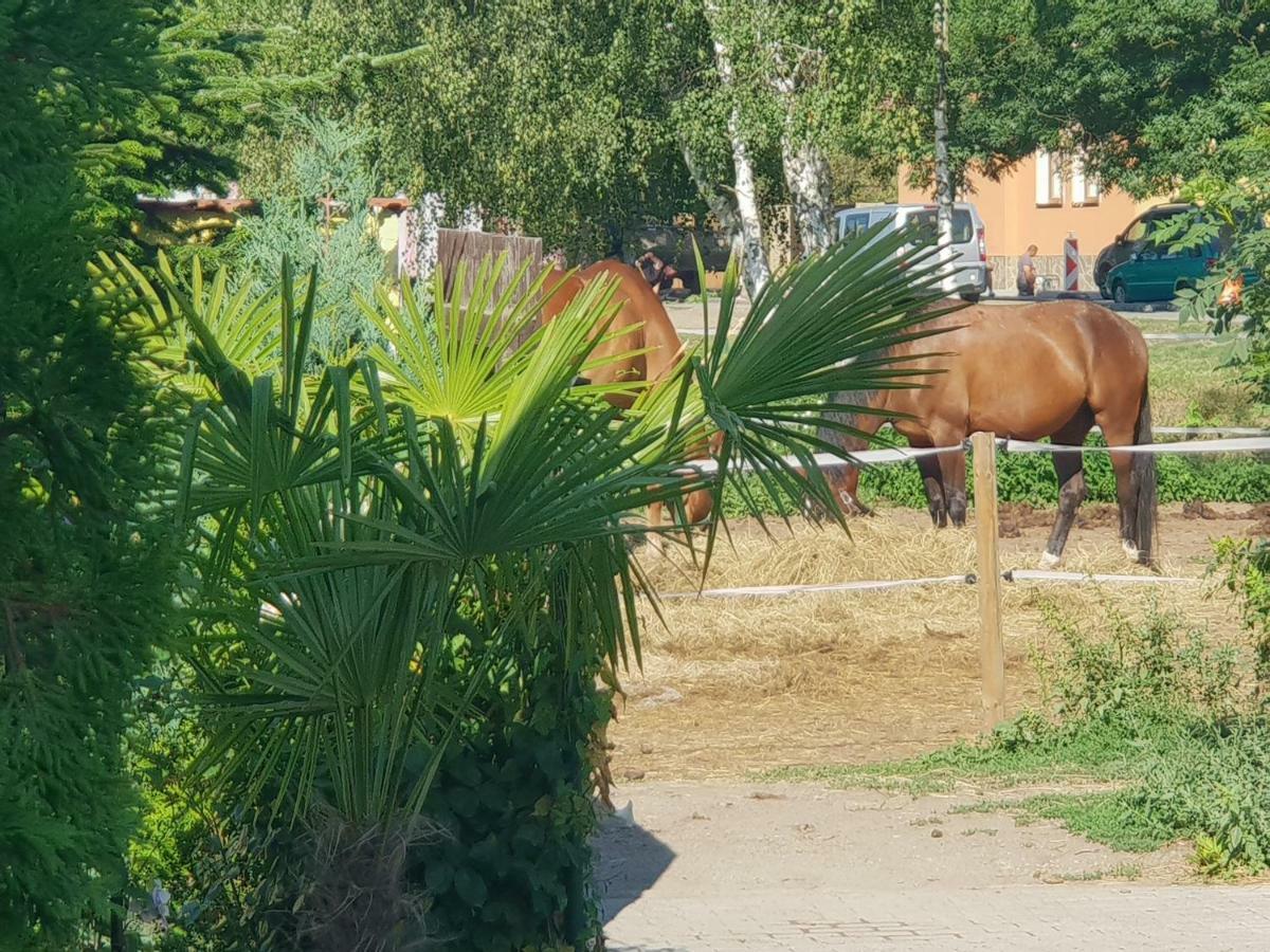 Farm Stay Nh Stables Nyrany ภายนอก รูปภาพ